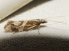Rhigognostis hufnagelii (Zeller 1839)