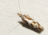 Rhigognostis hufnagelii (Zeller, 1839)