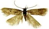 Symmoca tristella