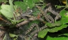 Yponomeuta cagnagella ? 1/2