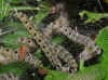 Yponomeuta cagnagella ? 2/2