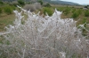 Yponomeuta cf. evonymella (Linnaeus, 1758)