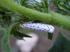 Yponomeuta rorrella