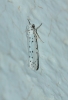 Yponomeuta sp.