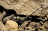 Catamachilis sp. ?