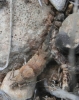 Catamachilis sp. ?
