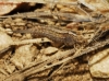 Machilinus sp.