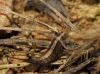 Machilinus sp.