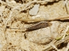 Machilinus sp.