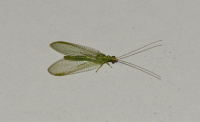 Chrysopa spec.