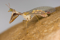 Mantispa styriaca (Poda, 1761)