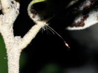 Chrysopa spec.