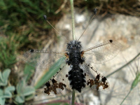 Puer maculatus