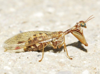 Mantispa styriaca