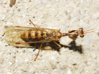 Mantispa styriaca