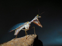 Mantispa styriaca