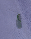Chrysopa spec.