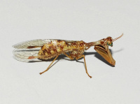 Mantispa styriaca