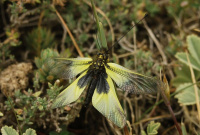 Libelloides cunii