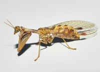 Mantispa styriaca