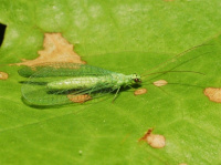 Chrysopa spec.