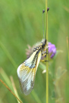 Libelloides spp.