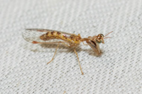 Mantispa styriaca