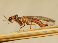 Mantispa styriaca