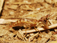 Mantispa styriaca