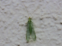 Chrysopa spec.