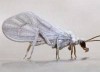 Aleuropteryx loewii Aleuropteryx loewii
