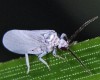 Coniopteryx pygmaea Coniopteryx pygmaea