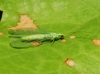 Chrysopa formosa Brauer, 1851 [?]