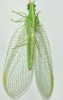 Chrysoperla mediterranea (Hlzel, 1972)?