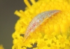 Chrysopini Chrysopini