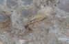 Chrysopini Chrysopini