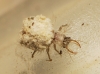 Chrysopini Chrysopini