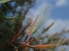 Chrysopini Chrysopini