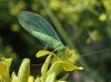 Chrysopini Chrysopini