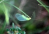 Chrysopini Chrysopini