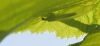 Chrysopini Chrysopini