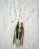 Chrysopini Chrysopini