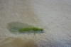 Chrysopini Chrysopini