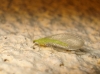 Chrysopini Chrysopini