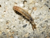 Chrysopini Chrysopini