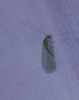 Chrysopini Chrysopini