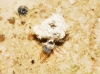 Chrysopini Chrysopini