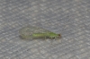 Chrysopini Chrysopini