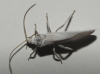 Coniopterygidae Coniopterygidae