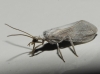 Coniopterygidae Coniopterygidae
